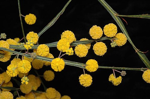 Golden grass wattle: Foliage and flowers of Acacia applanata in the Australian National Botanic Gardens