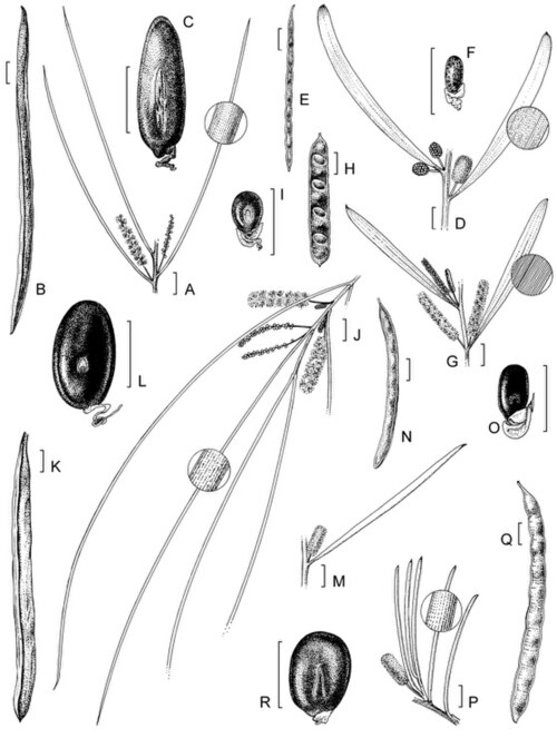 Acacia aprepta: Diagram of Acacia aprepta
