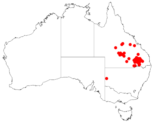 Acacia aprepta: Acacia apreptaOccurrence data from Australasia Virtual Herbarium downloaded from https://doi.org/10.26197/5c0b1388984eb on 8 December 2018