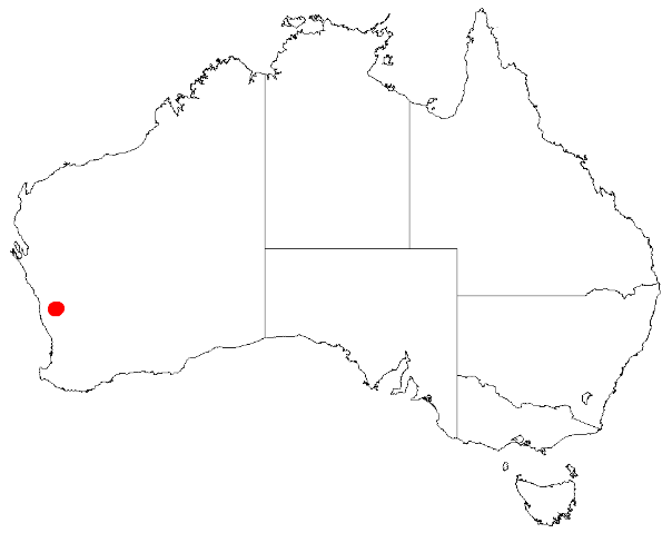 Blunt wattle: Acacia aprica Occurrence data from Australasia Virtual Herbarium downloaded from https://doi.org/10.26197/5c0b1388984eb on 8 December 2018