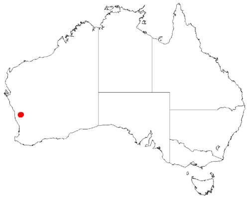 Blunt wattle: Acacia aprica Occurrence data from Australasia Virtual Herbarium downloaded from https://doi.org/10.26197/5c0b1388984eb on 8 December 2018