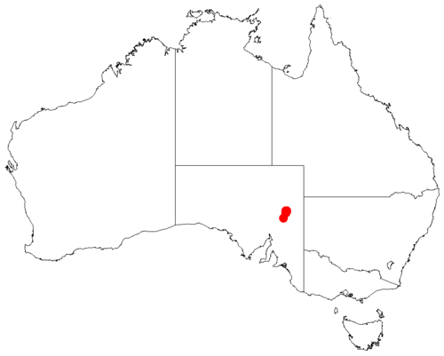Acacia araneosa: Acacia araneosa occurrence data from AVH from https://doi.org/10.26197/5c0b1388984eb on 8 December 2018
