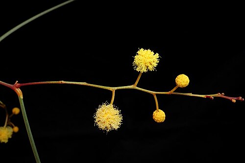 Acacia araneosa: Inflorescence of Acacia araneosa in the Australian National Botanic Gardens