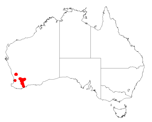 Acacia arcuatilis: Acacia arcuatilis occurrence data from AVH from https://doi.org/10.26197/5c0b1388984eb on 8 December 2018