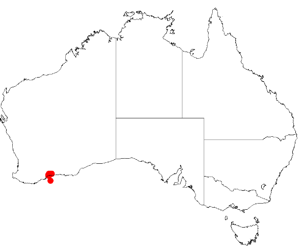 Acacia argutifolia: Acacia argutifolia occurrence data from AVH from https://doi.org/10.26197/5c0b1388984eb on 8 December 2018
