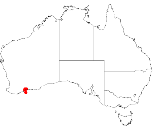 Acacia argutifolia: Acacia argutifolia occurrence data from AVH from https://doi.org/10.26197/5c0b1388984eb on 8 December 2018