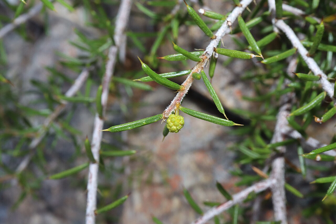 Acacia argutifolia: Acacia argutifolia