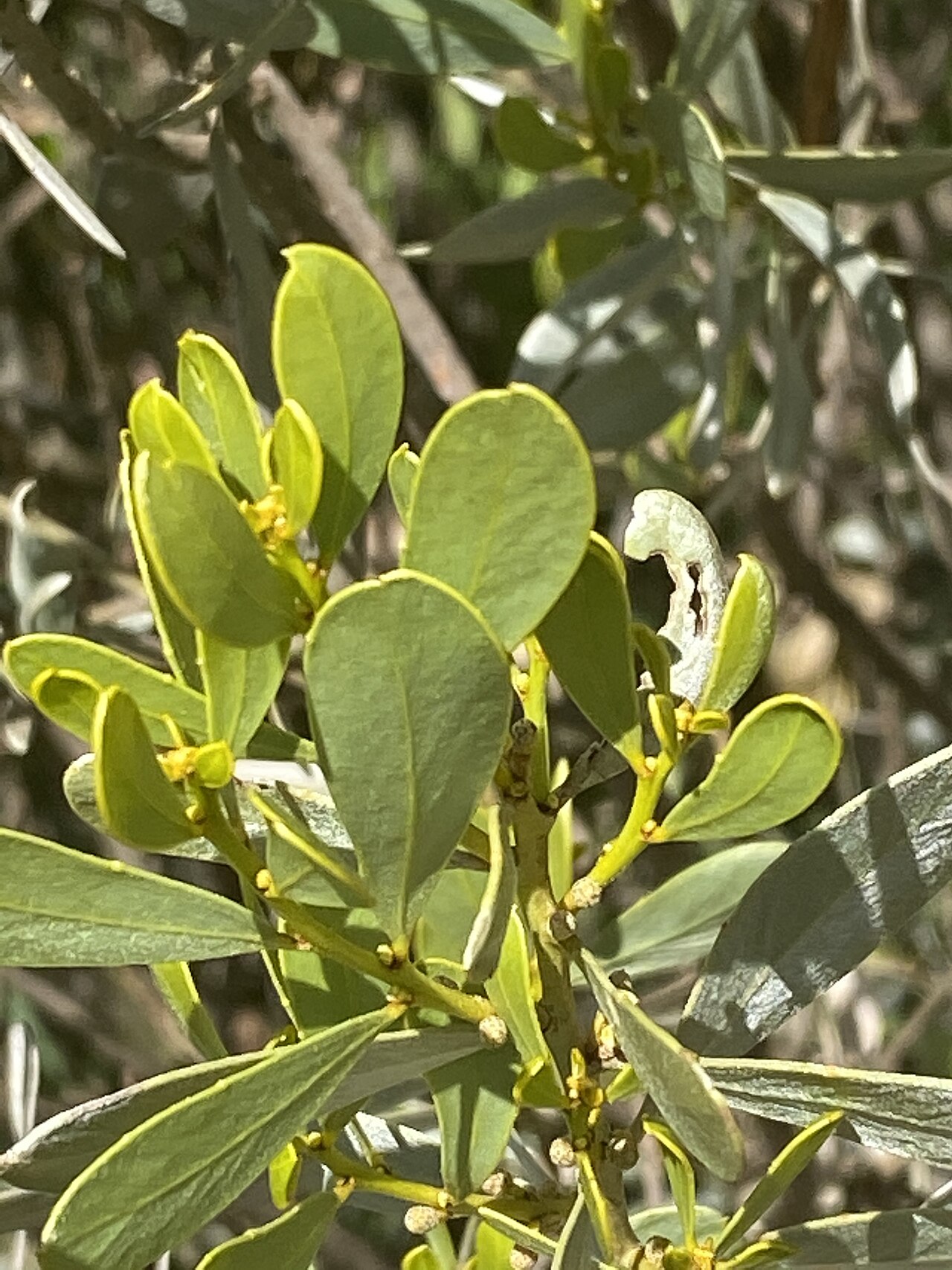 Acacia argyraea: Acacia argyraea cultivated specimen growing in Western Australia