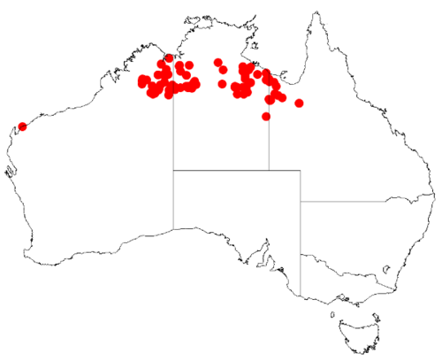 Acacia argyraea: Acacia argyraea Occurrence data from Australasia Virtual Herbarium downloaded from https://doi.org/10.26197/5c0b1388984eb on 8 December 2018