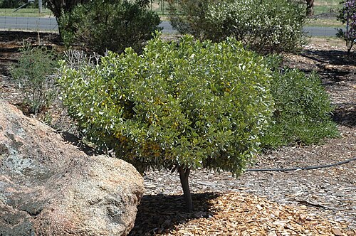 Acacia argyraea: Habit of Acacia argyraea in Stocks Nursery and Botanic Gardens, Harden, New South Wales