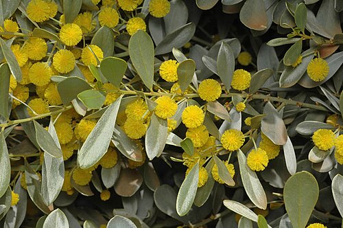 Acacia argyraea: Acacia argyraea in Stocks Nursery and Botanic Gardens, Harden, New South Wales