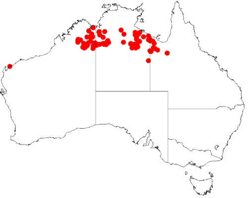 Acacia argyraea: Acacia agyraea Occurrence data from Australasian Virtual Herbarium downloaded on 8 December 2018