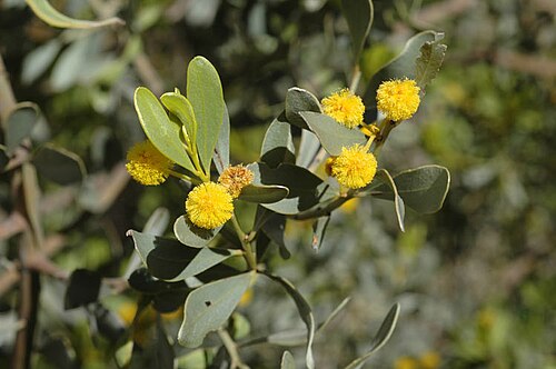 Silver mulga: Acacia argyrophylla in the Australian National Botanic Gardens