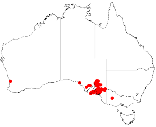 Silver mulga: Acacia argyrophylla Occurrence data from Australasia Virtual Herbarium downloaded from https://doi.org/10.26197/5c0b1388984eb on 8 December 2018