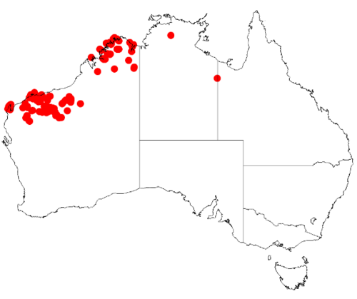 Acacia arida: Acacia arida occurrence downloaded from avH on 8 December 2018