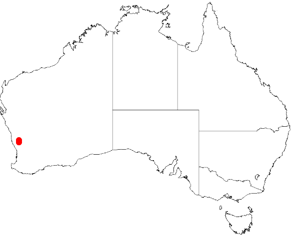 Acacia aristulata: Acacia aristulata Occurrence data from AVH downloaded 8 December 2018
