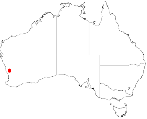 Acacia aristulata: Acacia aristulata Occurrence data from AVH downloaded 8 December 2018