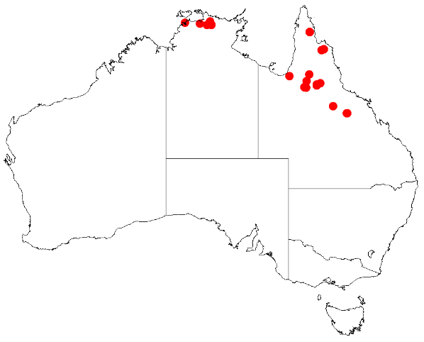 Acacia armitii: Acacia armitii Occurrence data from Australasia Virtual Herbarium downloaded from https://doi.org/10.26197/5c0b1388984eb on 8 December 2018
