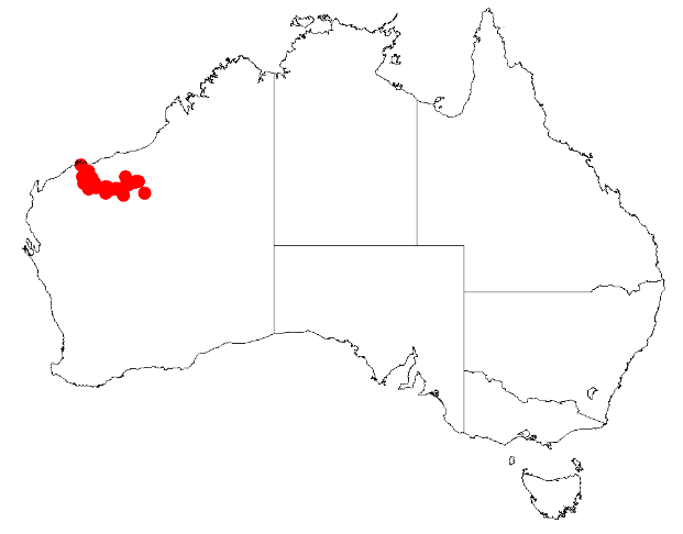 Acacia arrecta: Acacia arrecta Occurrence data from Australasia Virtual Herbarium downloaded from https://doi.org/10.26197/5c0b1388984eb on 8 December 2018