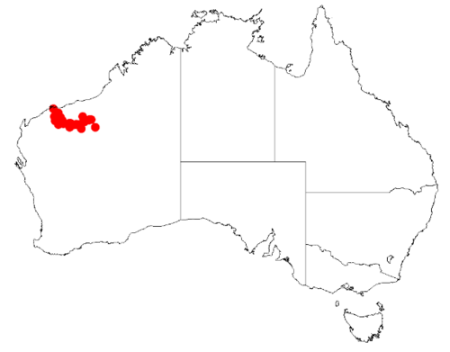 Acacia arrecta: Acacia arrecta Occurrence data from Australasia Virtual Herbarium downloaded from https://doi.org/10.26197/5c0b1388984eb on 8 December 2018