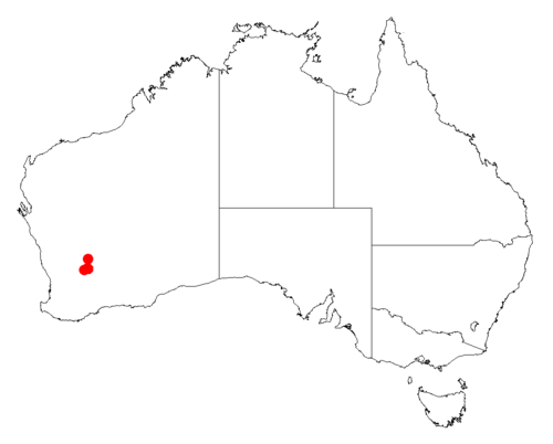 Acacia ascendens: Acacia ascendens Occurrence data from Australasia Virtual Herbarium downloaded from https://doi.org/10.26197/5c0b1388984eb on 8 December 2018