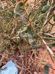 Acacia asepala (Acacia asepala)