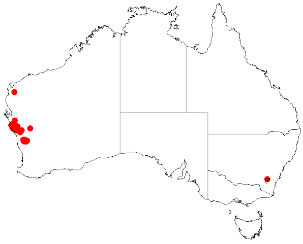 Acacia ashbyae: Acacia ashbyae Occurrence data from Australasia Virtual Herbarium downloaded from https://doi.org/10.26197/5c0b1388984eb on 8 December 2018