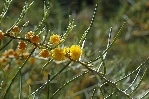 Acacia ashbyae: Acacia ashbyae in Kings Park Botanic Gardens, Perth, Western Australia