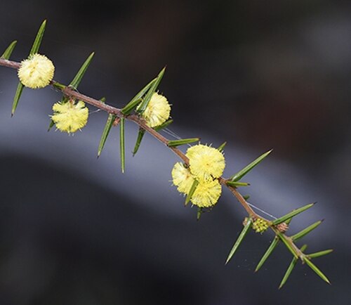 Acacia asparagoides: Acacia asparagoides in Blue Mountains National Park