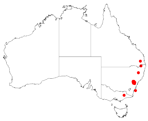 Acacia asparagoides: Acacia asparagoides Occurrence data from Australasia Virtual Herbarium downloaded from https://doi.org/10.26197/5c0b1388984eb on 8 December 2018