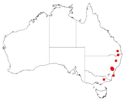 Acacia asparagoides: Acacia asparagoides Occurrence data from Australasia Virtual Herbarium downloaded from https://doi.org/10.26197/5c0b1388984eb on 8 December 2018