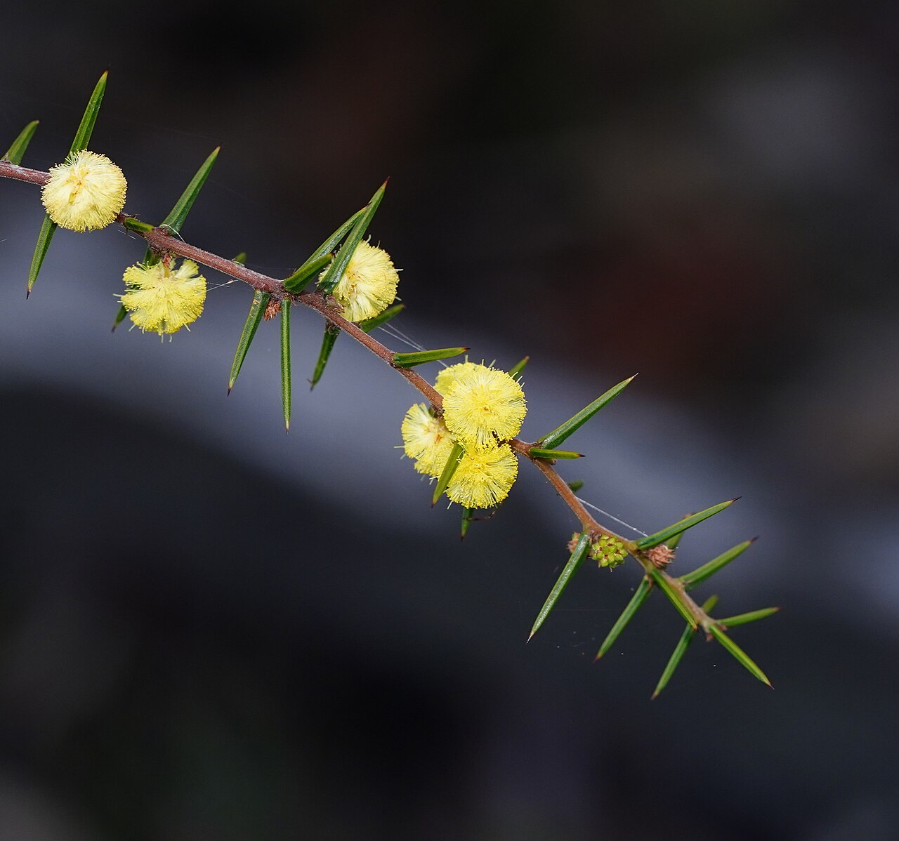 Acacia asparagoides: Acacia asparagoides in Blue Mountains National Park