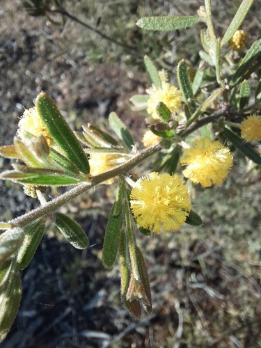 Rough wattle (Acacia aspera)