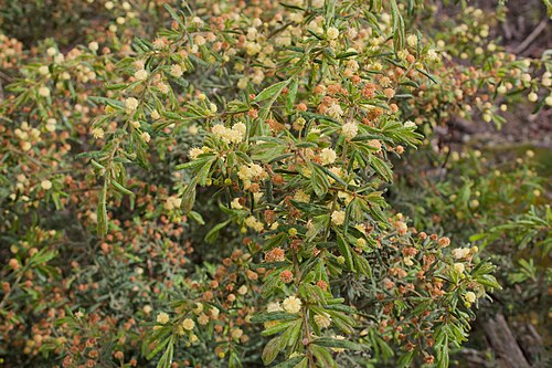 Rough wattle: Acacia aspera (Rough Wattle), Werribee Gorge State Park, Victoria Australia