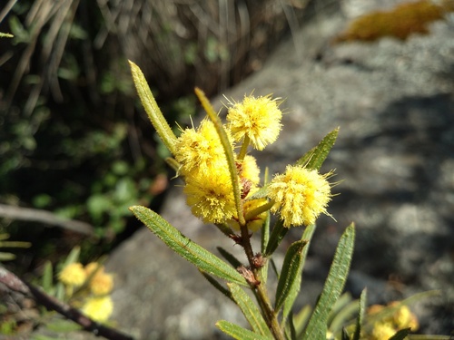 Rough wattle (Acacia aspera)