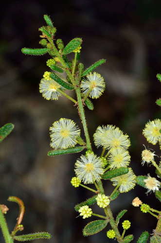 Rough wattle (Acacia aspera)