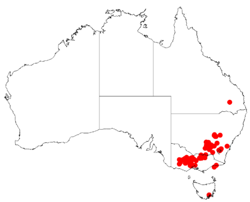 Rough wattle: Acacia aspera Occurrence data from Australasia Virtual Herbarium downloaded from https://doi.org/10.26197/5c0b1388984eb on 8 December 2018