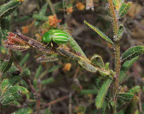 Rough wattle (Acacia aspera)