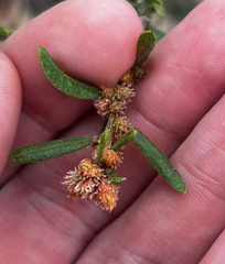 Rough wattle (Acacia aspera)