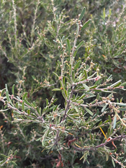 Rough wattle (Acacia aspera)