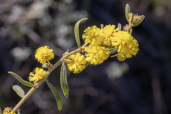 Rough wattle (Acacia aspera)