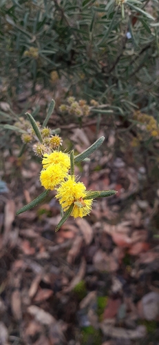 Rough wattle (Acacia aspera)