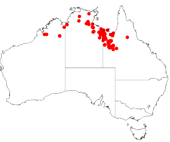 Acacia asperulacea: Acacia asperulacea Occurrence data from Australasia Virtual Herbarium downloaded from https://doi.org/10.26197/5c0b1388984eb on 8 December 2018