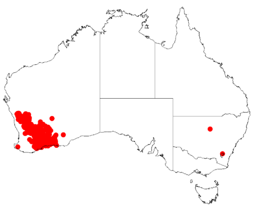 Acacia assimilis: Acacia assimilis Occurrence data from Australasia Virtual Herbarium downloaded from https://doi.org/10.26197/5c0b1388984eb on 8 December 2018