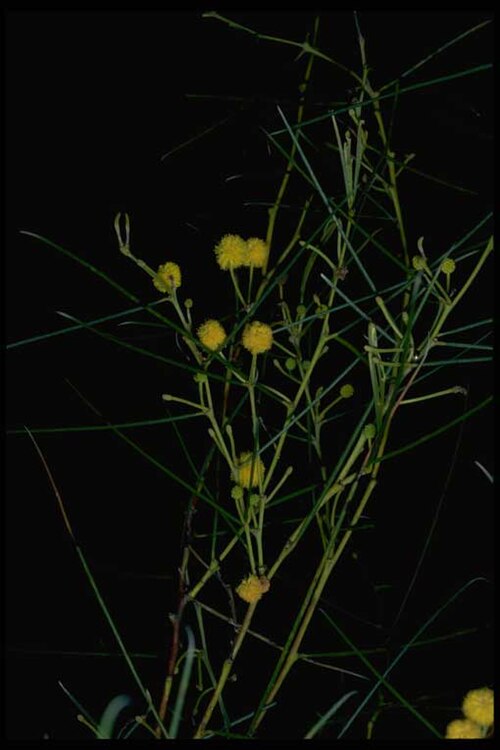 Acacia assimilis: Acacia assimilis in the Australian National Botanic Gardens