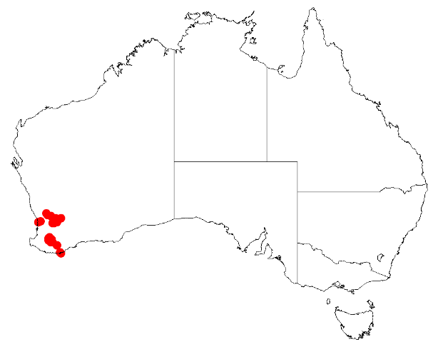 Large-fruited tammin wattle: Acacia ataxiphylla Occurrence data from Australasia Virtual Herbarium downloaded from https://doi.org/10.26197/5c0b1388984eb on 8 December 2018