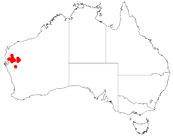 Acacia atopa: Acacia atopa Occurrence data from Australasia Virtual Herbarium downloaded from https://doi.org/10.26197/5c0b1388984eb on 8 December 2018