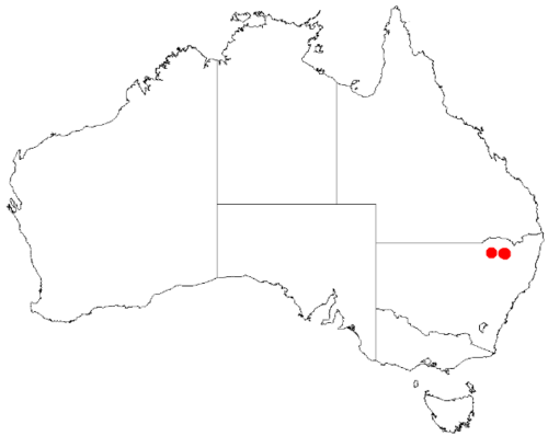 Acacia atrox: Acacia atrox Occurrence data from Australasia Virtual Herbarium downloaded from https://doi.org/10.26197/5c0b1388984eb on 8 December 2018