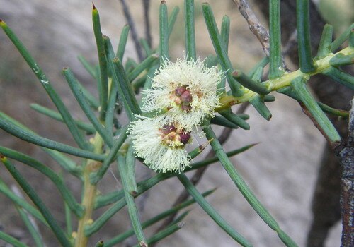 Acacia atrox: Acacia atrox ssp. planiticola, Moree Plains, NSW