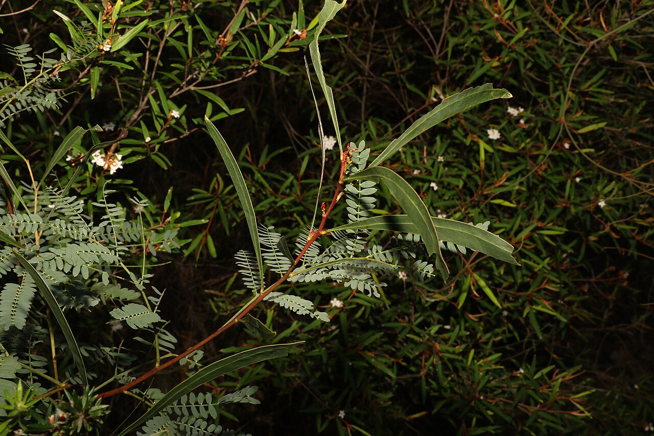 Acacia attenuata: Foliage of Acacia attenuata near Noosaville